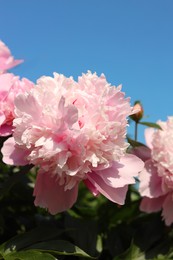 Wonderful pink peonies against sky, closeup. Space for text