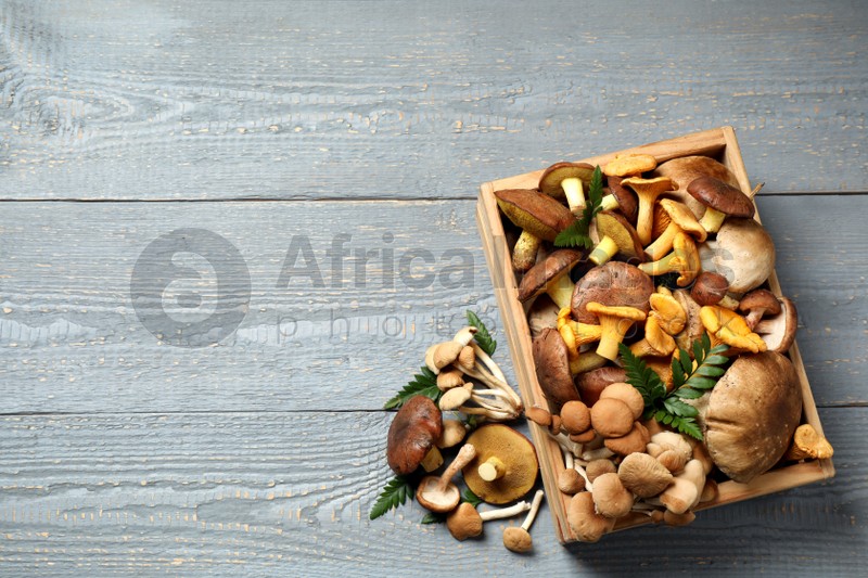 Flat lay composition with different mushrooms on grey wooden background, space for text
