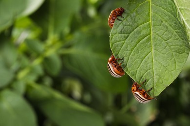Colorado potato beetles on green leaf against blurred background, closeup. Space for text