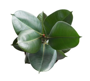 Ficus elastica plant with fresh green leaves on white background, top view