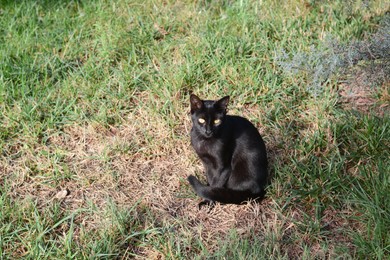 Lonely stray cat on green grass outdoors. Homeless pet