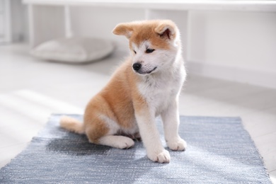 Adorable akita inu puppy near puddle on rug at home