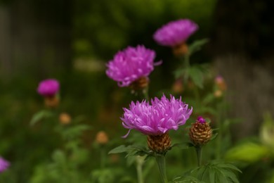 Beautiful blooming purple cornflowers growing outdoors, closeup. Space for text