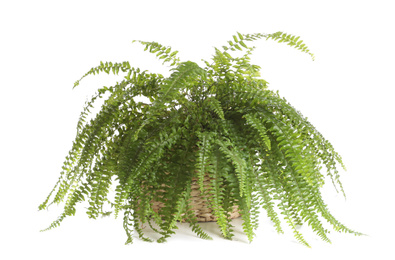 Pot with Boston fern plant isolated on white. Home decor