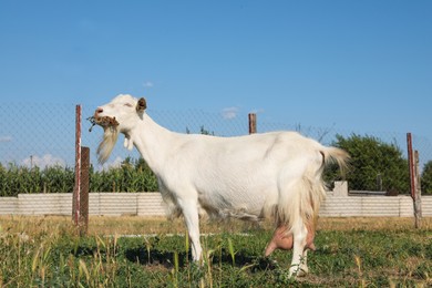 Cute goat on pasture at farm. Animal husbandry