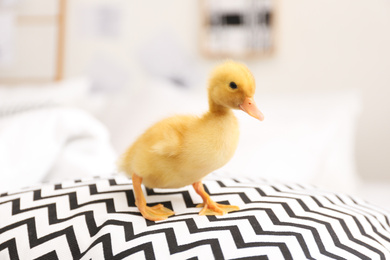 Cute fluffy baby duckling on pillow indoors