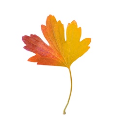 Beautiful leaf isolated on white. Autumn season