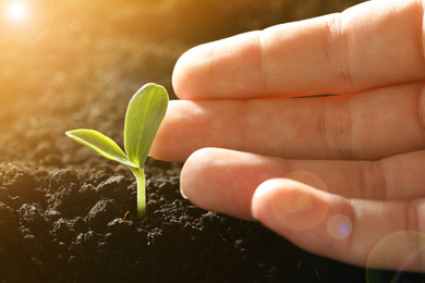 Image of Woman with young vegetable plant grown from seed in soil, closeup