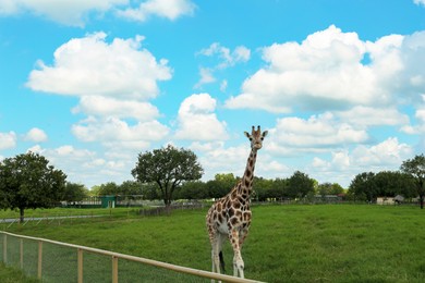 Beautiful spotted African giraffe in safari park