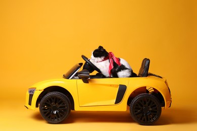 Adorable cat in toy car on yellow background