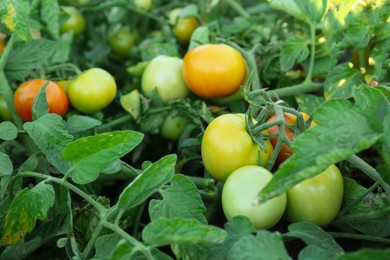 Green plant with ripening tomatoes in garden, closeup