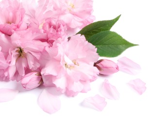 Beautiful pink sakura blossoms, leaves and petals isolated on white
