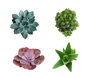 Image of Collage with different succulents on white background, top view