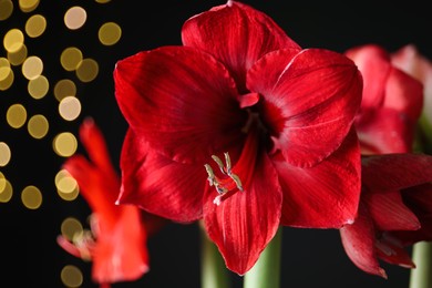 Photo of Beautiful red amaryllis flowers on black background, closeup. Bokeh effect