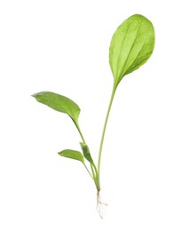 Broadleaf plantain on white background. Medicinal herb