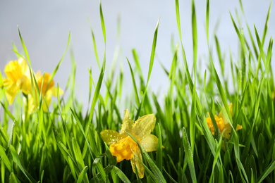 Bright spring grass and daffodils with dew on grey background