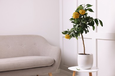 Idea for minimalist interior design. Small potted bergamot tree with fruits on table in living room