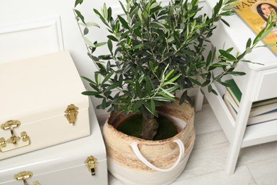 Photo of Beautiful young potted olive tree, suitcases and table with magazine indoors. Interior elements