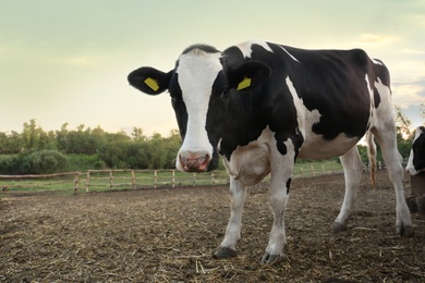 Photo of Pretty cow in cattle pen on farm. Animal husbandry