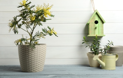 Composition with beautiful mimosa plant in pot near white wooden wall