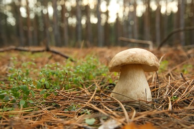 Small porcini mushroom growing in forest, closeup