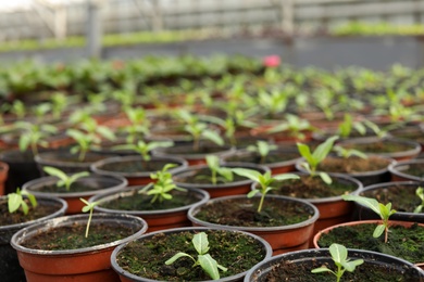 Photo of Many pots with soil and fresh seedlings in greenhouse, closeup