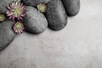 Spa stones and astrantia flowers on grey table, flat lay. Space for text