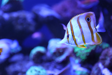 Beautiful copper banded butterfly fish in clear aquarium water