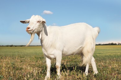 Photo of Cute goat on pasture at farm. Animal husbandry
