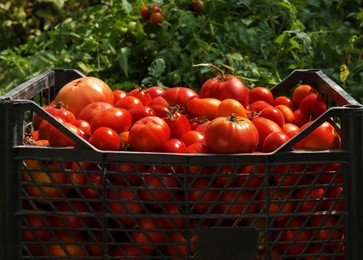 Photo of Plastic crate with red ripe tomatoes in garden