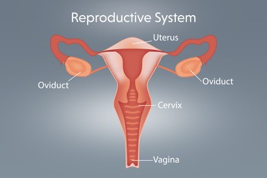 Illustration of female reproductive system on light grey background