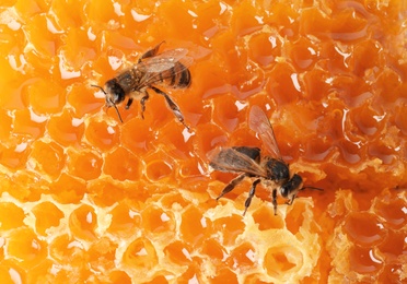 Beautiful bees on honeycomb, closeup. Domesticated insects