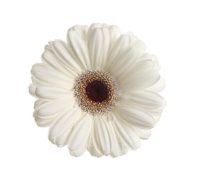 Beautiful blooming gerbera flower isolated on white