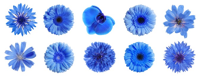 Set with different beautiful blue flowers on white background. Banner design