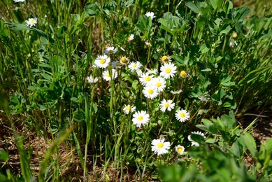Beautiful camomile flowers in fresh green grass outdoors on sunny day