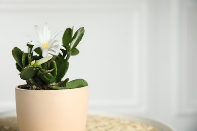 Beautiful blooming Schlumbergera (Christmas or Thanksgiving cactus) in pot against white wall, closeup. Space for text