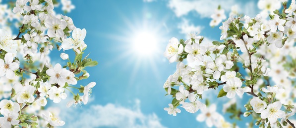 Amazing spring blossom. Tree branches with beautiful flowers outdoors on sunny day, banner design 