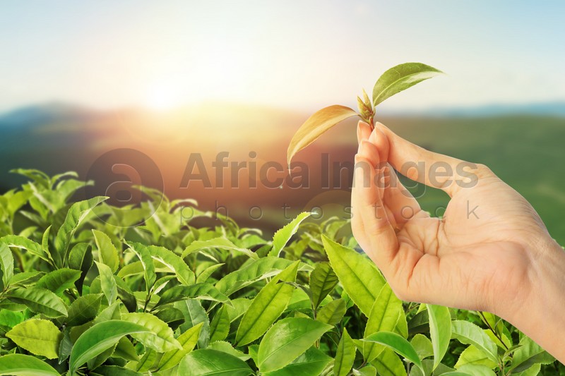 Tea plantation. Woman holding twig with fresh green leaves, closeup