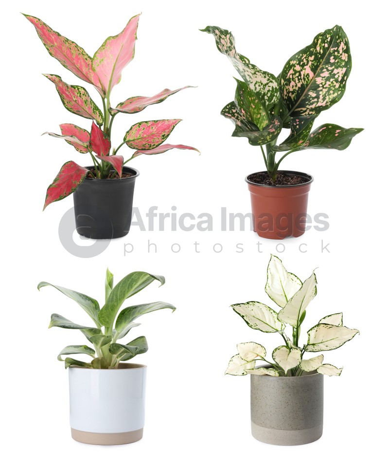 Image of Set of Aglaonema plants for house on white background