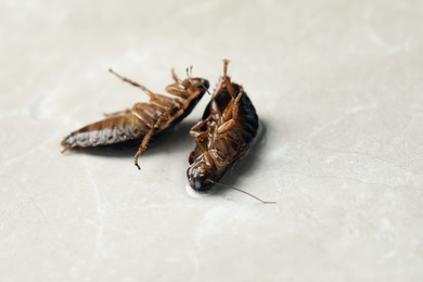 Dead brown cockroaches in liquid pesticide on light grey marble background. Pest control