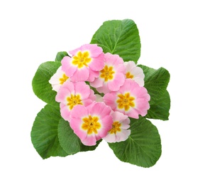 Beautiful potted primula flowers isolated on white, top view