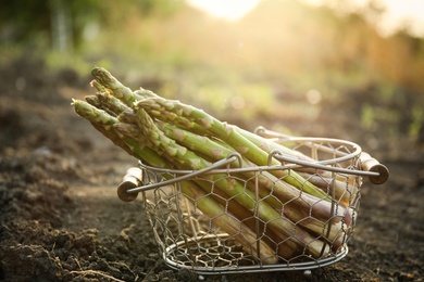 Metal basket with fresh asparagus on ground outdoors