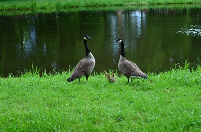 Photo of Family of geese on green grass near lake