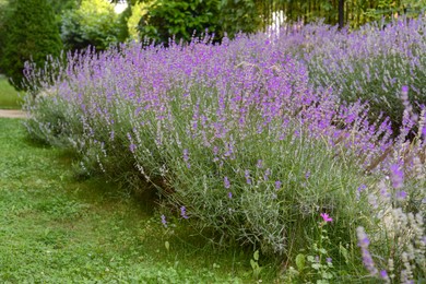 Photo of Beautiful blooming lavender plants in garden on summer day