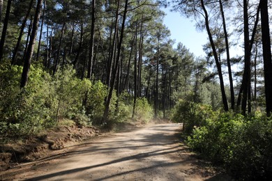 Beautiful landscape with road through forest on sunny day