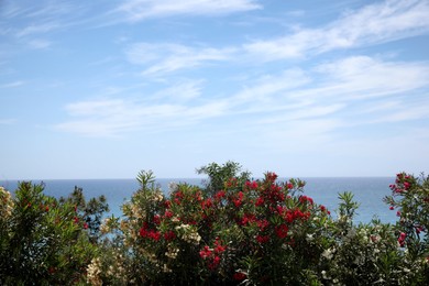 Beautiful bushes near tranquil sea on sunny summer day