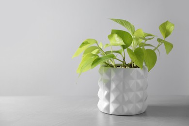 Photo of Beautiful houseplant in pot on light background. Space for text