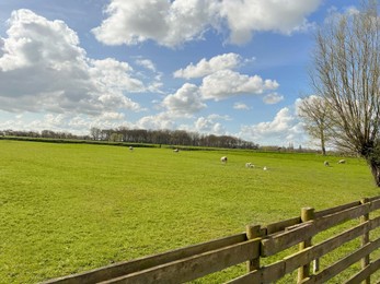 Photo of Beautiful rural landscape with sheep grazing on green field