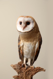 Beautiful common barn owl on tree against beige background