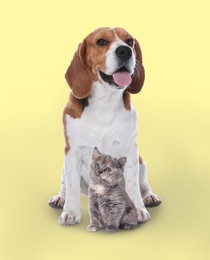 Cute cat and dog on pale yellow background. Animal friendship